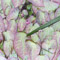 Spring Red Epimdeium