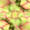 Epimediun Rubrum Scalloped Edges