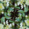 heleborussterniiblooms2