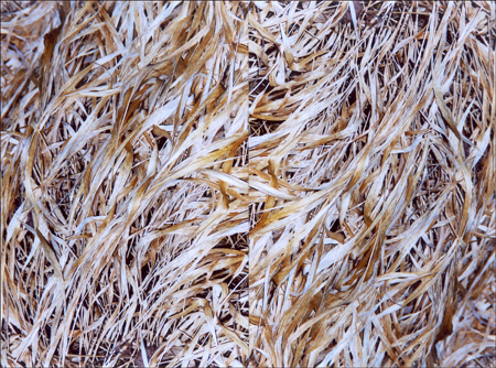 Honoki Grass 9