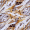 Honoki Grass -9