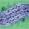 stewarts rock serpentinata
