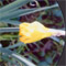 Yellow Daffodis - OvalX